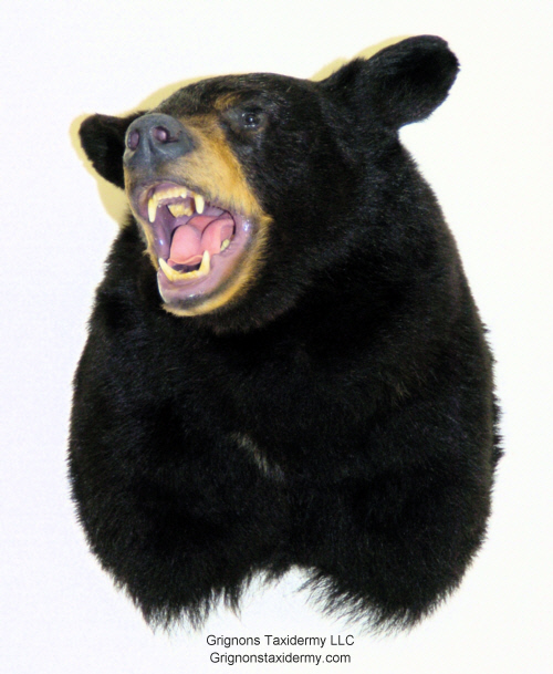 black bear mount